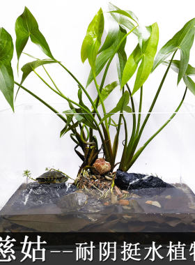 慈姑沼泽过滤植物挺水水草