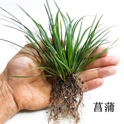 菖蒲虎须鱼池文玩阳台客厅土培