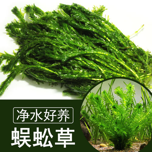 蜈蚣草鱼缸造景水草绿菊金鱼直接