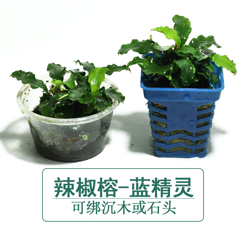 蓝精灵辣椒榕水草鱼缸造景
