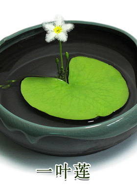 一叶莲水培植物碗莲室内阳台四季开花浮萍好养活鱼缸水生庭院花盘