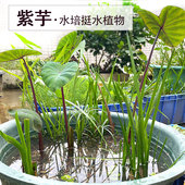 紫芋苗水培沼泽过滤水生挺水植物鱼缸鱼池龟池河道阳台庭院耐阴