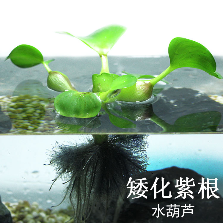 水葫芦水生植物水培绿植凤眼莲水浮莲污水净化水质养龟养鱼淡水-封面