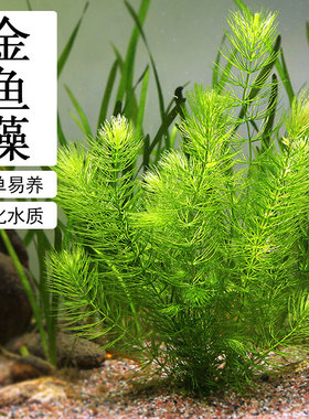 金鱼藻水草淡水水族箱鱼缸造景挂卵繁殖降低氨氮净化水质好养易活
