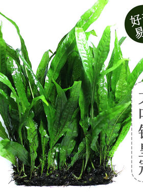 铁皇冠中后景草大叶细叶懒人阴性