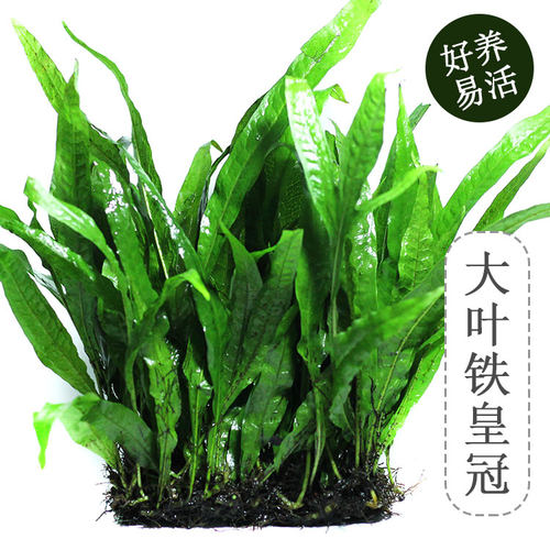 铁皇冠中后景草大叶细叶懒人阴性