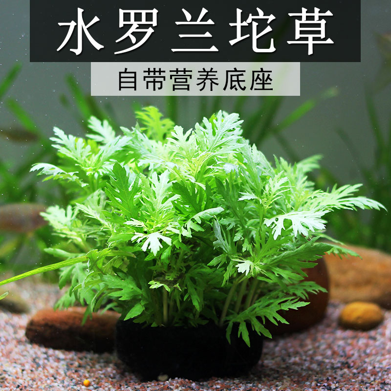 懒人水培原生造景阴性活体植物