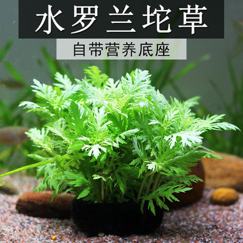 懒人水培原生造景阴性活体植物