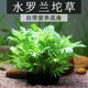 水罗兰坨草鱼缸造景水草植物绿植阴性后景淡水新手懒人好养活增氧