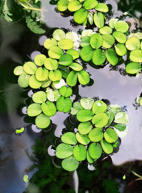 迷你小槐叶水葫芦水芙蓉青萍浮萍水草水生植物养鱼养龟养虾水族