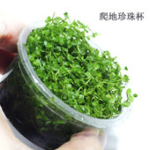 趴爬地珍珠杯迷你珍珠杯鱼缸水族淡水活体植物真水草造景草坪有茎