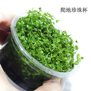 趴爬地珍珠杯迷你珍珠杯鱼缸水族淡水活体植物真水草造景草坪有茎