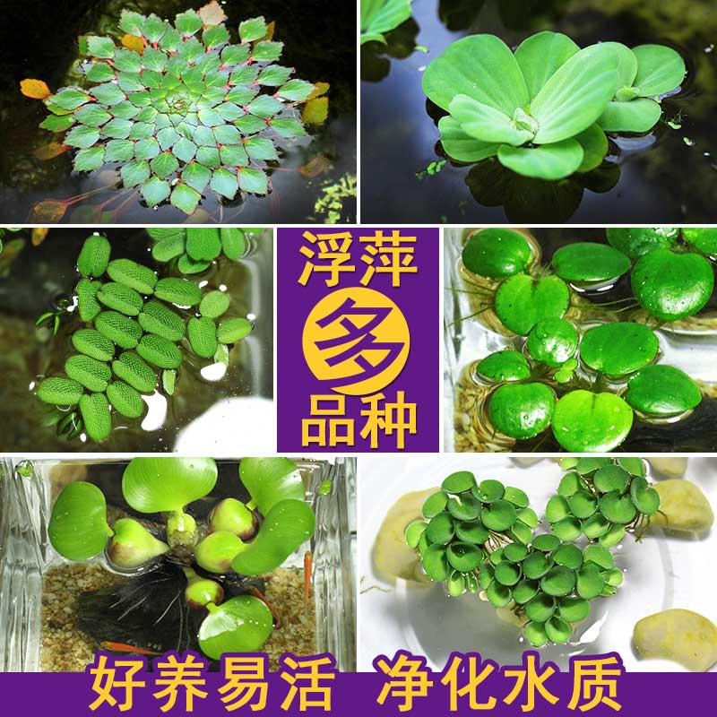 鱼缸浮萍水草活体植物净化水质