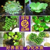 鱼缸浮萍水草活体植物浮性除NO3净化水质微景观水族箱满10元 包邮