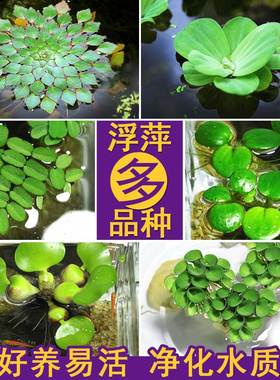 鱼缸浮萍水草活体水培植物浮性净化水质微景观水族箱懒人水草增氧