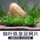 细叶铁皇冠网片鱼缸草缸铺底草坪造景水草植物真草阴性好养活淡水