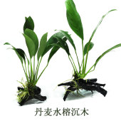 丹麦水榕沉木定植水草鱼缸造景懒人活体淡水易养直接入缸适合新手