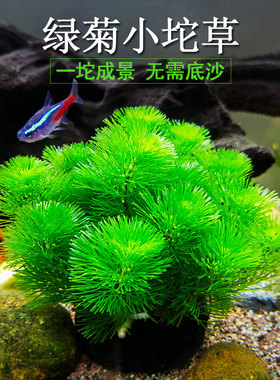 绿菊小坨草缸生态缸鱼缸造景水草懒人水培增氧淡水阴性沉底植物