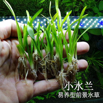 小水兰前中景活体鱼缸造景水草