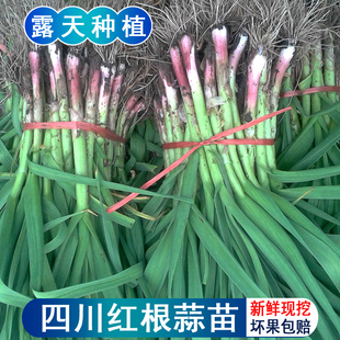 四川农家大蒜苗新鲜应季蔬菜现摘红皮根香蒜苗梗露天种植青蒜苗叶