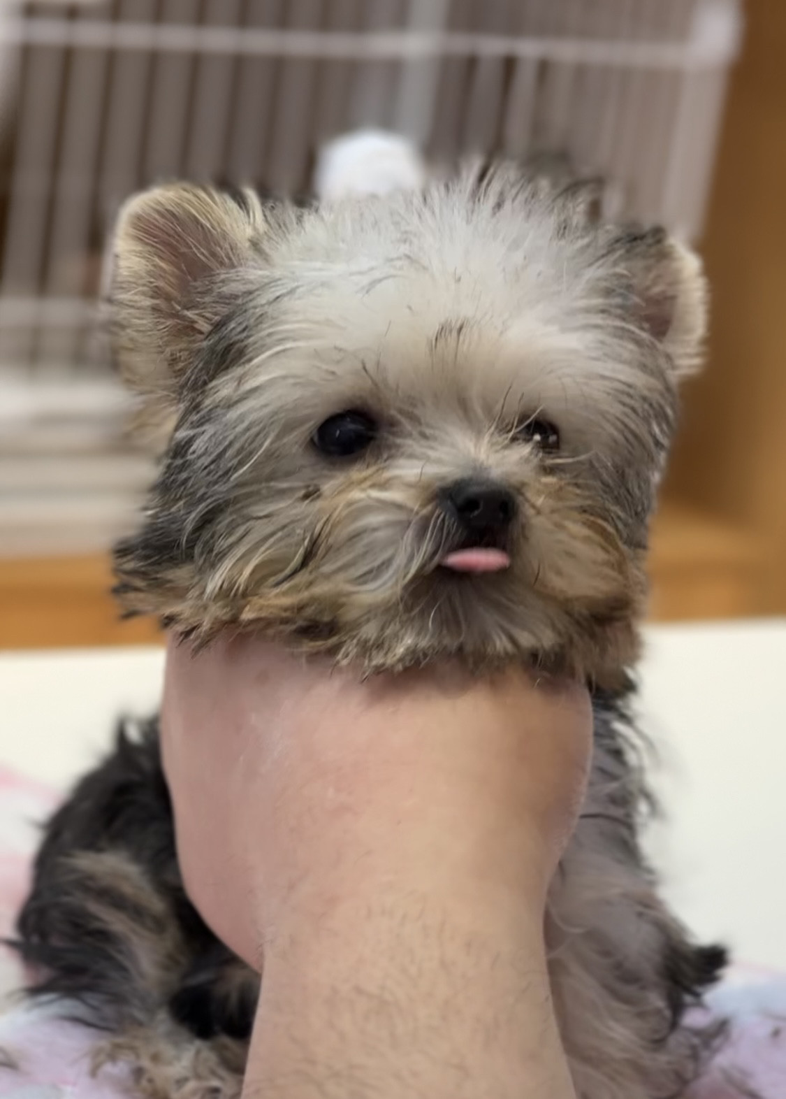 北京约克夏幼犬纯种活体幼崽金头狗狗