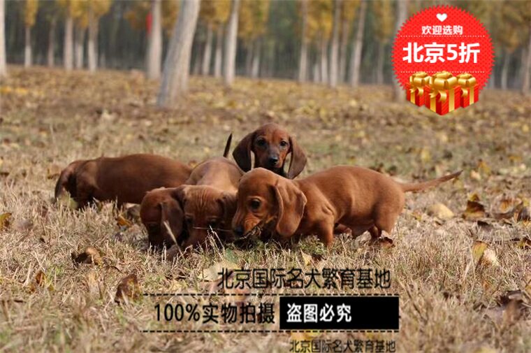 腊肠犬小型幼犬活体纯种吉娃娃茶杯犬狗北京出售可自提阿富汗猎犬