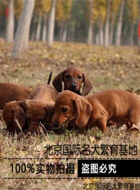 小型吉娃娃北京出售阿富汗猎犬