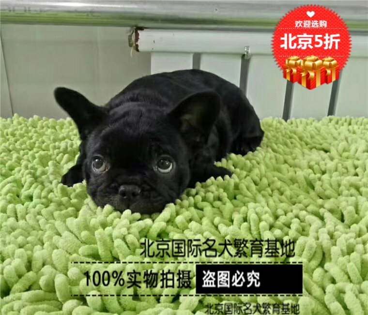 法斗纯种幼崽虎斑黑色恶霸犬