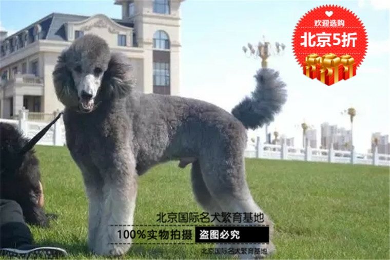 纯种血统巨型贵宾巨型泰迪黑色红色香槟幼犬活体宠物狗狗幼犬巨贵