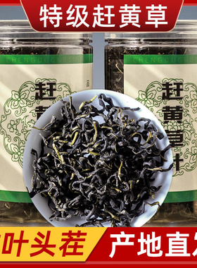 【正品】古蔺野生特级赶黄草中药材护肝茶四川肝苏草全草赶黄草茶