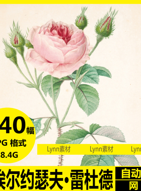 皮瑞 约瑟夫 雷杜德Pierre-Joseph Redouté花卉植物装饰画素材