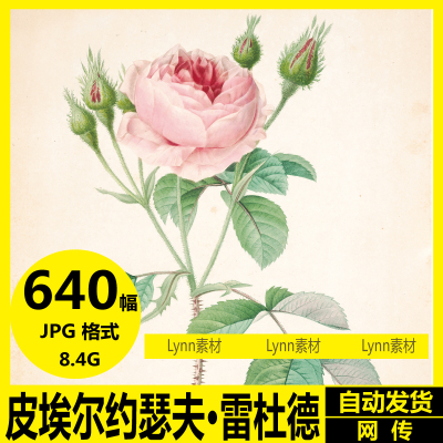 皮瑞 约瑟夫 雷杜德Pierre-Joseph Redouté花卉植物装饰画素材