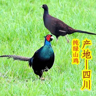 野鸡土鸡贵妃鸡珍珠鸡 纯种七彩山鸡 孔雀蓝山鸡绿雉宠物杂交黑脖