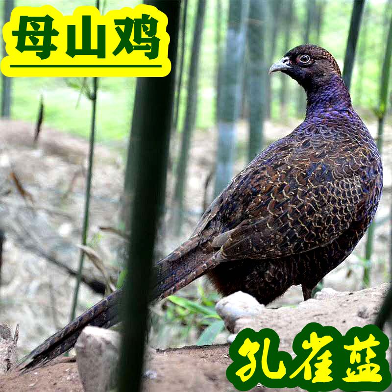 七彩鸡山鸡母鸡农家散养孔雀蓝山鸡笨鸡柴鸡月子鸡珍珠鸡贵妃野鸡
