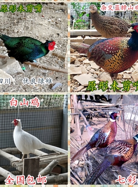 活体纯绿山鸡非孔雀蓝七彩山鸡杂交黑脖绿雉鸡媒珍珠鸡贵妃鸡波兰