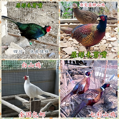 活体纯绿山鸡非孔雀蓝七彩山鸡杂交黑脖绿雉鸡媒珍珠鸡贵妃鸡波兰