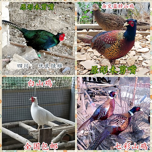 活体纯绿山鸡非孔雀蓝七彩山鸡杂交黑脖绿雉鸡媒珍珠鸡贵妃鸡波兰