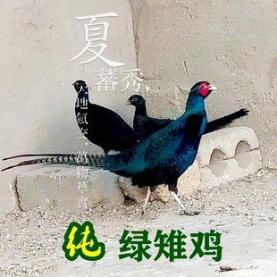 农家散养孔雀蓝绿山鸡公鸡母鸡宠物七彩山鸡珍珠鸡土鸡肉贵妃野鸡