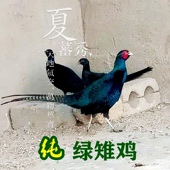 山鸡蛋非孔雀蓝七彩山鸡蛋观赏鸡白桂元 宝波兰鸡斗鸡孵化