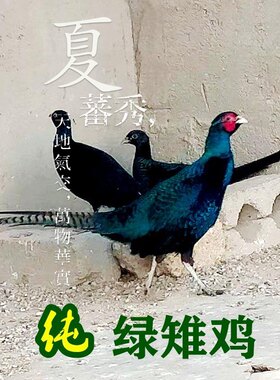 山鸡蛋非孔雀蓝七彩山鸡蛋观赏鸡白桂元宝波兰鸡斗鸡孵化