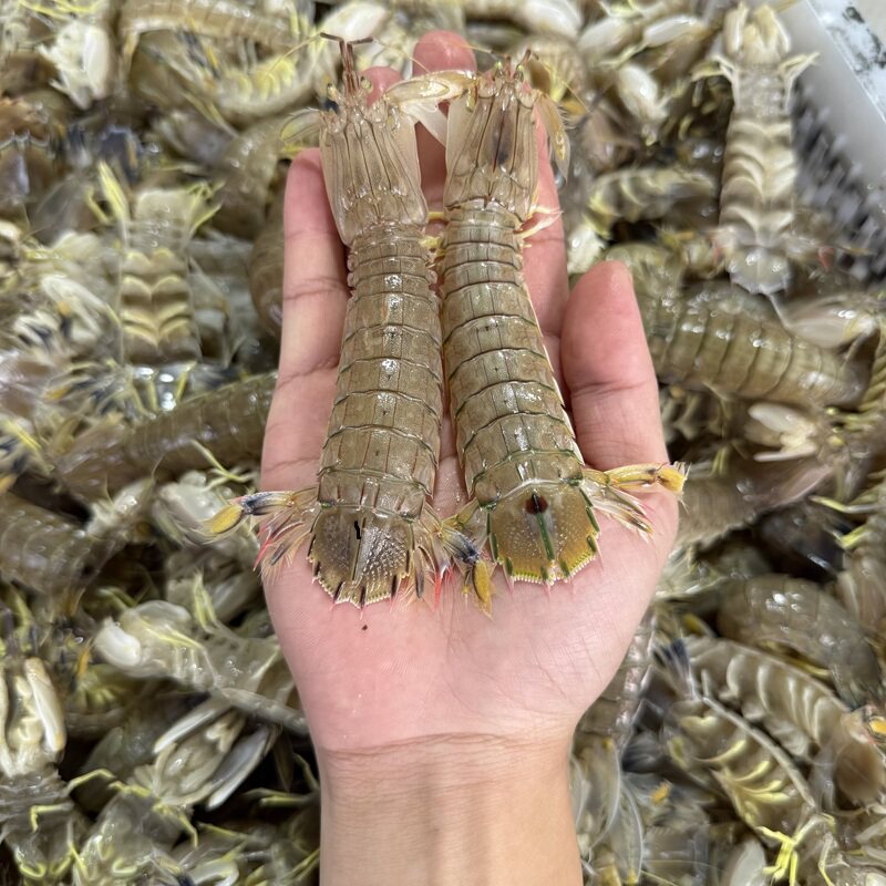 北海皮皮虾鲜活蒸熟野生琵琶虾冷冻超大虾爬子新鲜濑尿虾海鲜水产