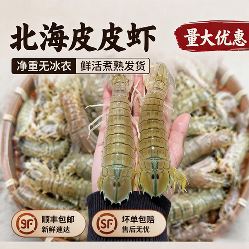 皮皮虾鲜活熟冻北海濑尿虾虾爬子