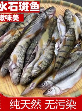 溪水石斑鱼新鲜小河溪流鱼深山野生淡水小杂鱼鱼干现杀现发包邮