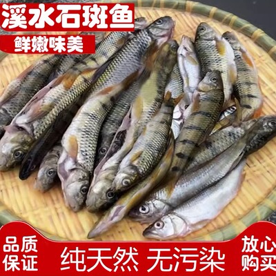 溪水石斑鱼新鲜小河溪流鱼深山野生淡水小杂鱼鱼干现杀现发包邮