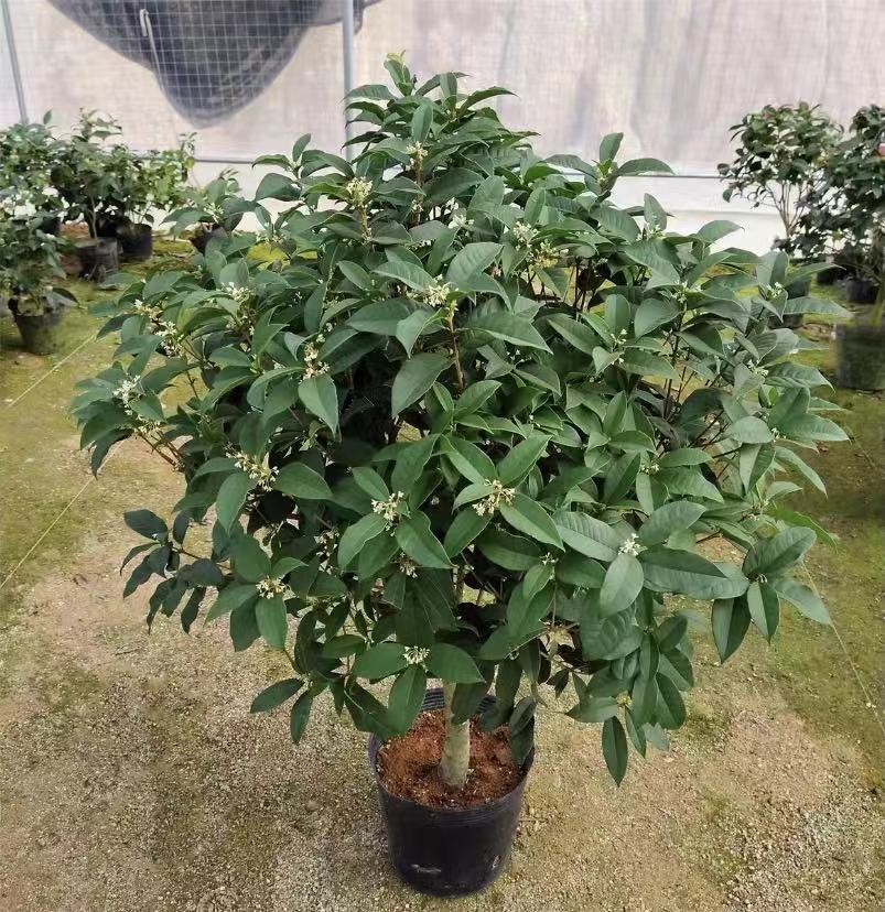 四季桂花盆栽小苗老桩 耐寒耐热花卉室内庭院阳台四季开花,鲜花速递/花卉仿真/绿植园艺,绣球/木绣球/木本植物,淘宝优惠券,粉丝福利购,淘宝优惠卷