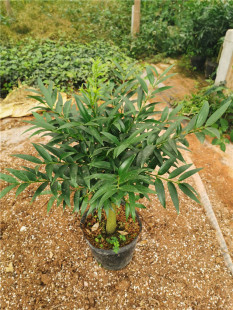 竹柏盆栽绿植室内庭院台办公室小盆栽耐寒喜阴四季常青绿植花卉