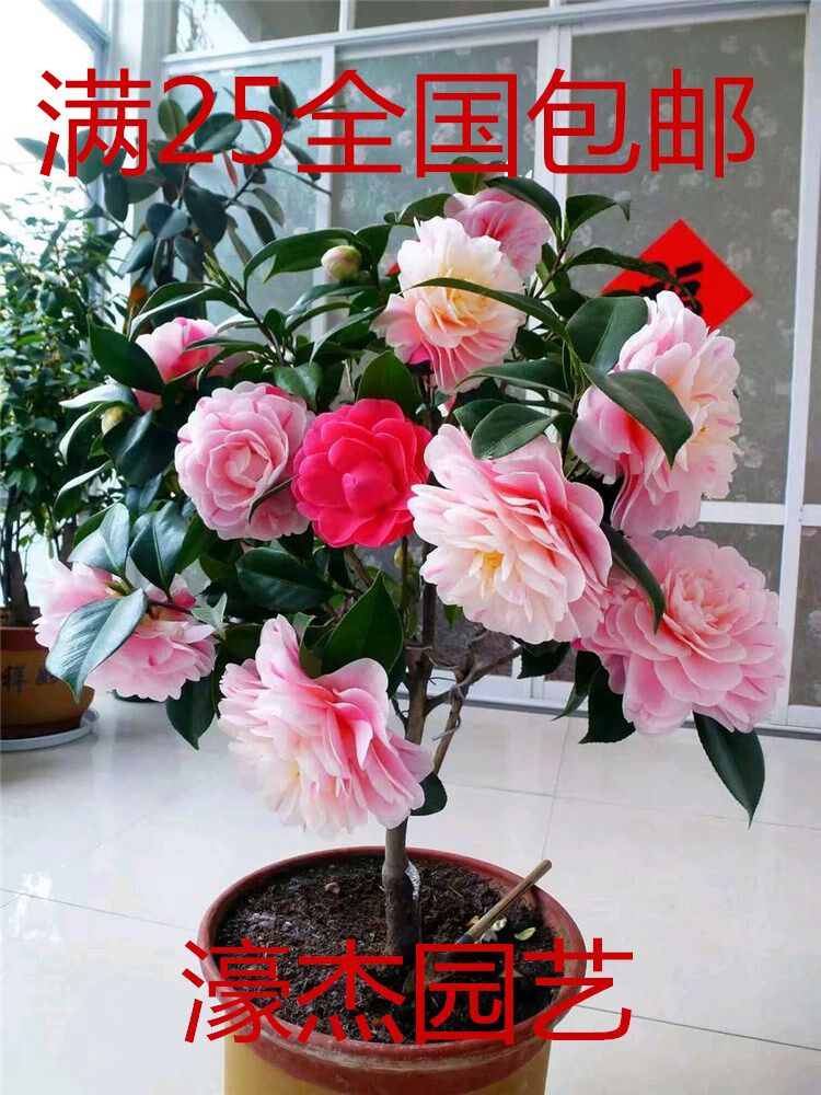 绿植小盆栽阳台办公室五色赤丹