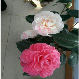 品种茶花乔伊肯德里克茶花一树多色盆栽小苗带花苞室内庭院包邮