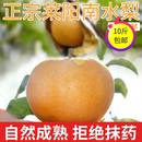 南水梨新鲜水果10斤正宗山东脆甜莱阳冰糖梨子当季 整箱