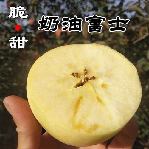 山东烟台黄金奶油富士冰糖心苹果